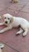Golden Retriever Puppies for Sale 