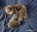  blue Staffordshire bull terrier puppies