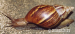AfrickÝ šnek - oblovka