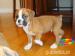 Beautiful Boxer puppies with pedigree