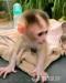 Úžasné kapucínske opice na adopciu