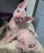 Mačiatka Sphynx sú pripravené