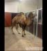 Eladó dromedár