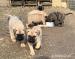 CHS plemena Bullmastiff - predaj TOP šteniatok 