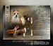 Amerikanische Staffordshire Terrier Welpen 