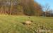 Suffolk jehně