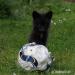 Domestic silver fox, tame puppies 2026