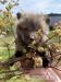 Domestic red fox, tame puppies 2026