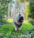 Německý špic vlčí / keeshond prodám štěňata s PP
