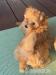 Maltipoo