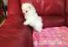 Pomeranian Fci