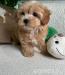 Maltipoo