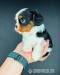 Šteniatka Cavalier King Charle
