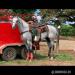 Quarter horse Gilding,