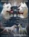 Dogo Argentino kölyökkutyák