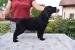 Flat coated retriever s PP