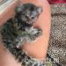 2 Marmoset opice pre nový domov