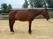 Valach plemena QH na adopciu