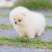 šteniatka pomeraniana na adopciu