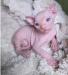 Krásne mačiatka sphynx
