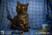 Archibald 