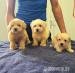 Wunderschöne Maltipoo-Welpen
