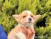 Štěňata velšského corgi k dispozici