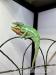 Chameleoni pardálí (Ambilobe) – k odběru ihned