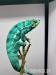 PŘIJÍMÁM REZERVACE NA MLÁĎATA CHAMELEONŮ