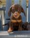 Šteniatka jazvečíka na adopciu do nových domovov