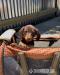 Šteniatka jazvečíka na adopciu do nových domovov