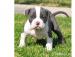 Pit Bull - blue line welpen ...