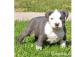 American Blueline Pitbull Welpen