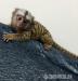 Na predaj: Kosmáč trpasličí (Pygmy Marmoset)