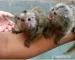 Na predaj: Kosmáč trpasličí (Pygmy Marmoset)