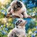 Border Collie Welpen