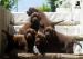 Schokoladenbraune Labrador-Welpen
