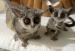 Ponúkam na adopciu rozkošné galága 