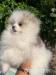 Pomeranian-Welpen höchster Qualität