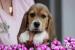 Beagle Panny na wydaniu  ZKwP/FCI  po CH.PL.