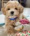 Maltipoo