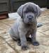 krásne šteniatka cane corso