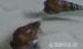 Akvárium Tisztitója - Maláj csigák
