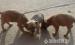 amerikai staffordshire terrier kiskutyák