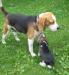 Beagle kan kutya fedeztetést vállal