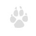 Fenka Svätohubertského psa - Bloodhound